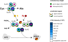Euglena are classified under the kingdom excavata and many species possess chloroplasts. Proteome Of The Secondary Plastid Of Euglena Gracilis Reveals Metabolic Quirks And Colourful History Biorxiv