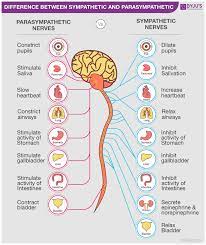and parasympathetic nervous system