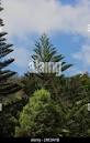 pine trees in kauai Stock Photo - Alamy