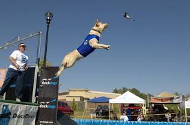 dock diving dogs splash into the