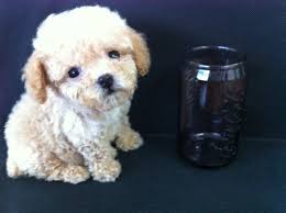 teacup toy poodles dog kennel