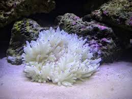 bubble tip anemone care guide have