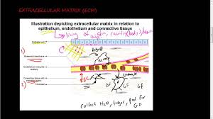 36 extracellular matrix ecm 1 of 2