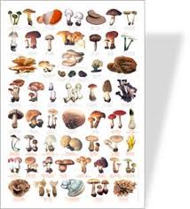 Common Fungi Toadstools Mushrooms Poster 56 Images Of Common Fungi Poisonous Species Are Identified With Red Print