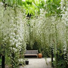 Beautiful Gardens White Gardens Plants