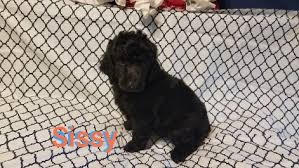 standard poodle breeder augusta ga