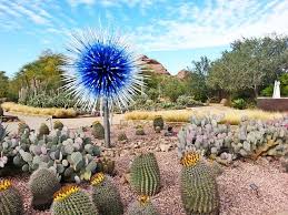 Arizona Front Yard Garden Ideas