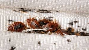 how to get rid of bed bugs on mattress