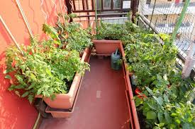 Balcony Vegetable Garden Stock Photos