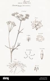 Copperplate botanical illustration of Pignut / Conopodium majus ...