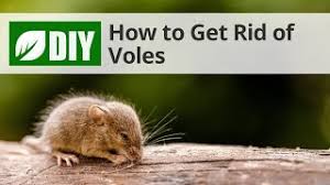 how to get rid of voles you
