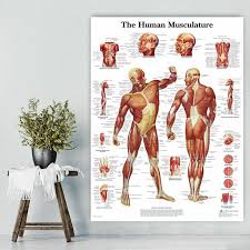 Details About Human Body Muscle Anatomy System Poster Anatomical Chart Educational Poster Us