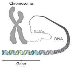 genetic conditions and inheritance