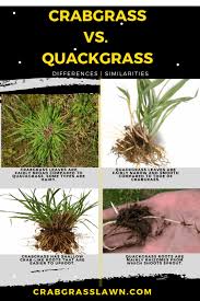 How to identify crabgrass in a lawn crabgrass vs coarse tall fescue problem grasses. Crabgrass Vs Quackgrass Identification Differences With Pictures Cg Lawn