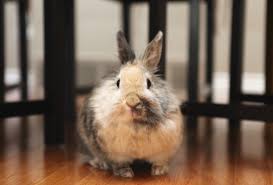 housing your rabbit indoors rabbit