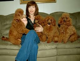 miniature and toy poodles