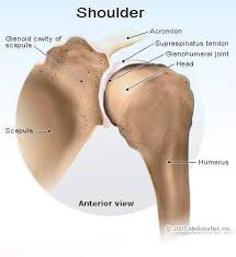 The shoulder joint is vulnerable to dislocations from sudden jerks of the arm, especially in children before strong muscles have developed. Dislocated Shoulder Symptoms Signs Recovery Time Treatment