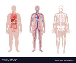 internal structure human body royalty