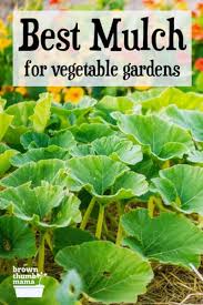 best mulch for your vegetable garden