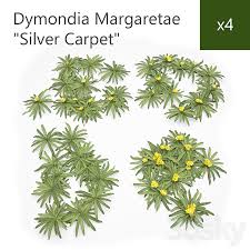 silver carpet dymondia margaretae
