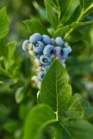 blueberry bush on sunset organic ripe