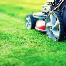Check spelling or type a new query. Texas Lawn Care How To Have A Healthy Yard Calloway S Nursery