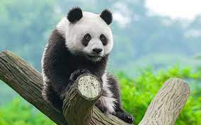 panda cute bear little panda