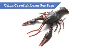 crawfish lures for b fishing best