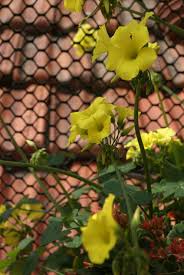 Altri nomi di fiori gialli per il giardino: I Fiorellini Succhia Succhia La Topina Della Valle Argentina