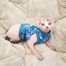 Cat sphynx's popular cat sphynx trends in home & garden, cat clothing, cellphones & telecommunications, men's clothing with cat sphynx and cat sphynx. Sphynx Cat Clothes And Shirts Made In Usa Barkertime