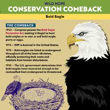 conservation comeback the bald eagle