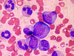 Risultati immagini per hematopoietic stem