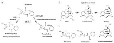 Then, compare the model to real molecules! Structural Basis Of Heroin And Cocaine Metabolism By A Promiscuous Human Drug Processing Enzyme Nature Structural Molecular Biology