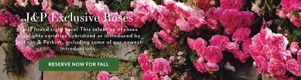 roses perennials gift plants and
