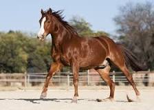 what-horse-breed-is-easiest-to-train