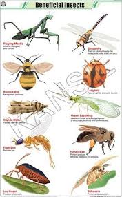 Beneficial Insects For Zoology Chart