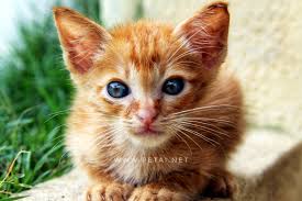 Gambar kucing comel pakai tudung kucing org. Mengenang Kucing Kesayangan Kami Opet Dan Oyen