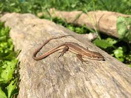 Japanese Grass Lizard (Takydromus tachydromoides) · iNaturalist Canada