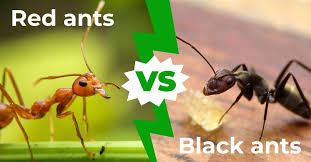red ants vs black ants 5 differences