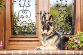 6 best guard dog breeds for your home