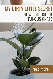 how i got rid of fungus gnats olive