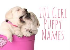 101 puppy names pethelpful
