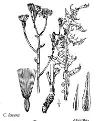 Sp. Crepis lacera - florae.it