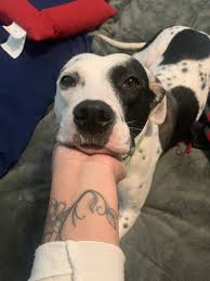 A dalmatian mix is a cross between a dalmatian and another dog breed. Dalmatian Puppies For Sale Glen Burnie Md 318361