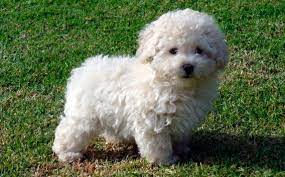 french poodle mini toy meses sin