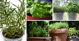 Container Herb Gardening 101 Best 9
