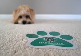 rambo s new stainmaster carpet