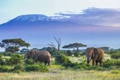 Image result for List Of Wild Animals In Kenya