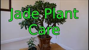 Feb 18, 2018 · sunlight requirements of a jade plant. Jade Plant Care Crassula Ovata Youtube