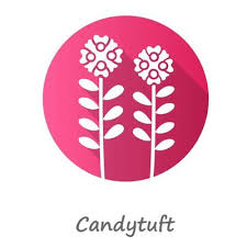 Candytuft Pink Flat Design Long Shadow